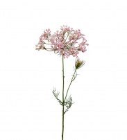 Allium rosa 70cm 11.00